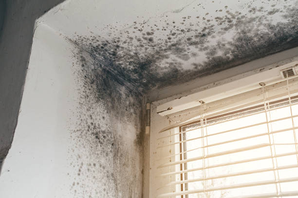 Affordable Mold Cleanup solutions in Point Harbor, NC